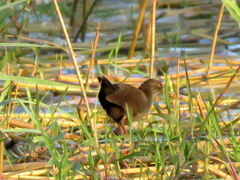 Zapornia flavirostra