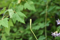 Lilium philadelphicum
