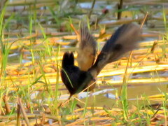 Zapornia flavirostra