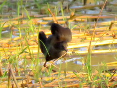 Zapornia flavirostra