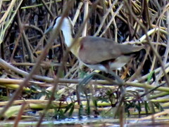 Actophilornis africanus
