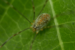 Opilioninae