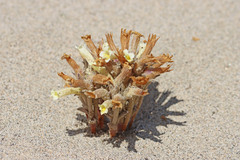 Aphyllon fasciculatum