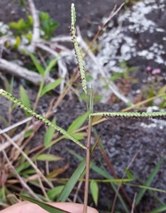 Paspalum scrobiculatum