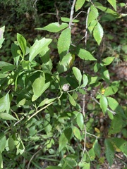 Ulmus alata