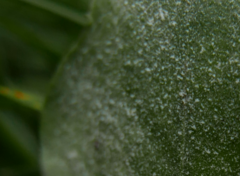 Podosphaera erigerontis-canadensis