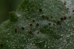 Puccinia