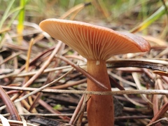 Lactarius rufus