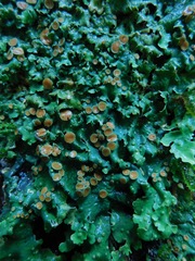 Ricasolia quercizans