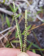 Paspalum scrobiculatum