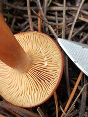 Lactarius rufus