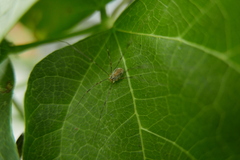 Opilioninae