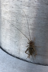 Gryllodes sigillatus