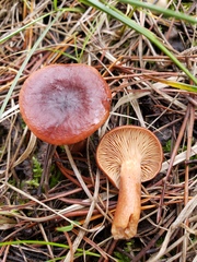 Lactarius rufus