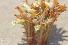 Aphyllon fasciculatum