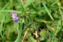 Knautia arvensis