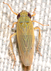 Graminella nigrifrons