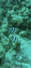 Chaetodon striatus