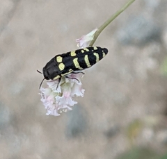 Acmaeodera alicia