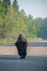 Bison bison bison