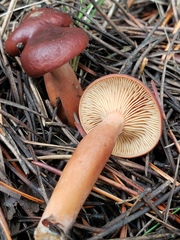 Lactarius rufus