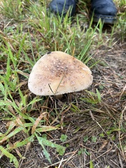 Amanita brunneolocularis