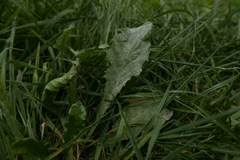 Puccinia