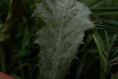Puccinia