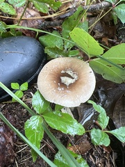 Amanita porphyria