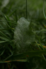 Podosphaera erigerontis-canadensis