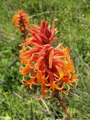 Dichromanthus cinnabarinus