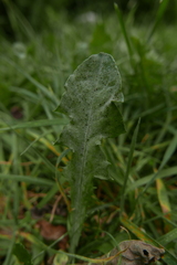 Podosphaera erigerontis-canadensis