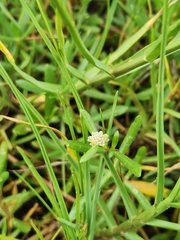Blutaparon vermiculare