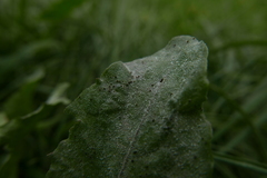 Podosphaera erigerontis-canadensis