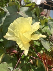 Gossypium
