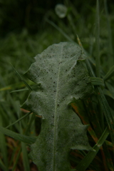 Puccinia
