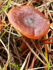 Lactarius rufus