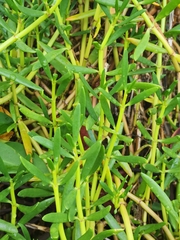 Blutaparon vermiculare