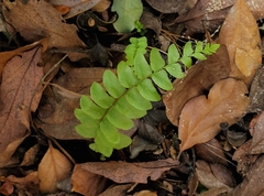Blechnum hastatum