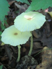 Leucocoprinus fragilissimus