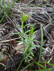 Galium boreale
