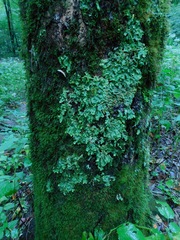 Ricasolia quercizans