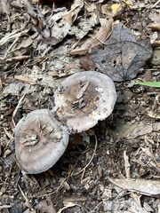 Tricholoma caligatum
