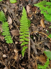 Blechnum hastatum