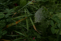 Puccinia
