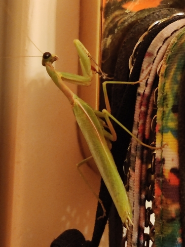 Mediterranean mantis