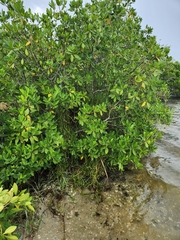 Blutaparon vermiculare