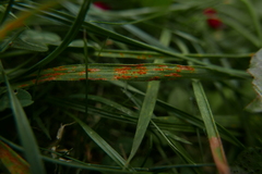 Puccinia