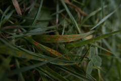 Puccinia