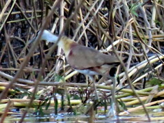 Actophilornis africanus